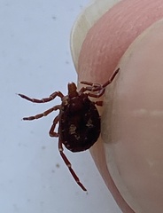 Amblyomma triguttatum