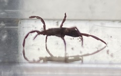 Amblyomma triguttatum
