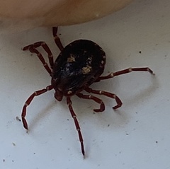 Amblyomma triguttatum