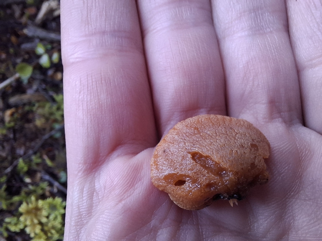 Panellus stipticus · October 2025 · photo: © armillariabianca (iNaturalist, cc0)