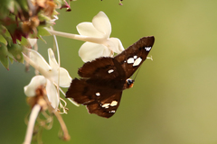 Netrocoryne repanda