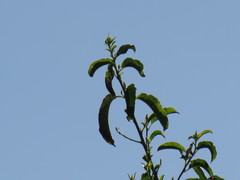 Cestrum laevigatum