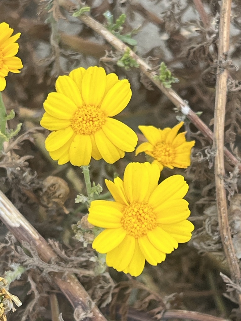 Chrysanthemum coronarium