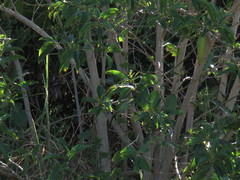 Cestrum laevigatum