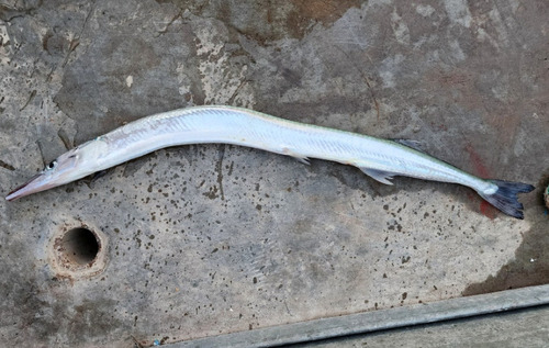 Pacific needlefish (Strongylura anastomella) — Belonidae — 2