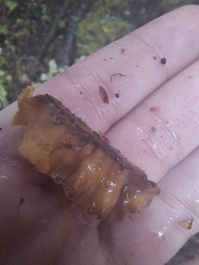 Stereum hirsutum · October 2025 · photo: © armillariabianca (iNaturalist, cc0)