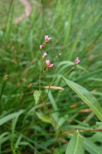 Persicaria dichotoma