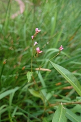Persicaria dichotoma