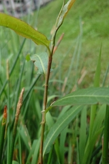 Persicaria dichotoma, photograph (c) 如此甚好, some rights reserved (CC BY)