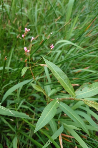 Persicaria dichotoma, photograph 3