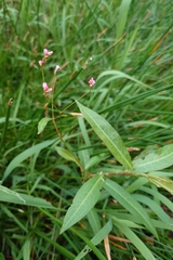 Persicaria dichotoma, photograph (c) 如此甚好, some rights reserved (CC BY)