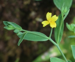 Linum mysorense