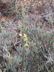 Bulbine filifolia