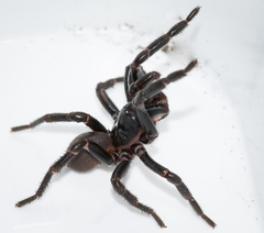 Hadronyche adelaidensis