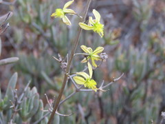 Bulbine filifolia