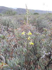 Bulbine filifolia