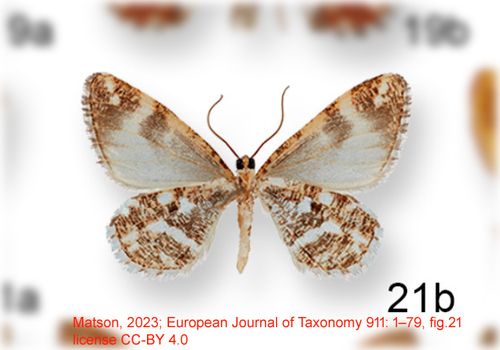 Stamnodes lampra