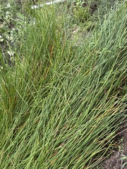 荸薺 (馬蹄)