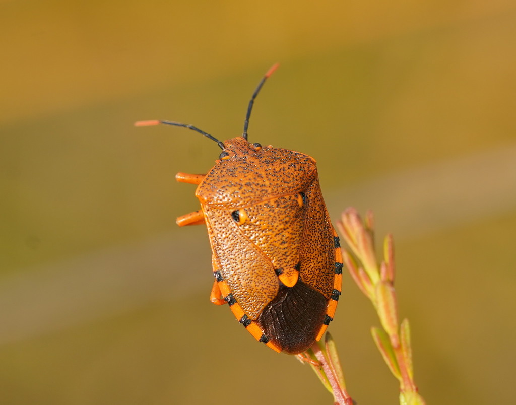 Anaxarchus