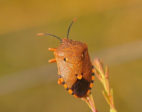 Anachus Insect Genus Anaxarchus · iNaturalist
