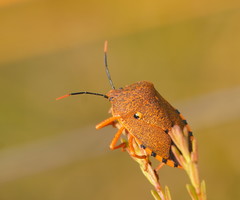 Anaxarchus pardalinus