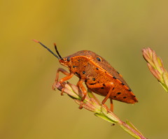 Anaxarchus pardalinus