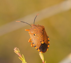 Anaxarchus pardalinus