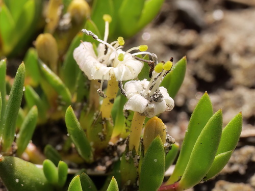 How to identify Wilsonia backhousei Hook.fil.