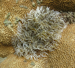 Lebrunia neglecta