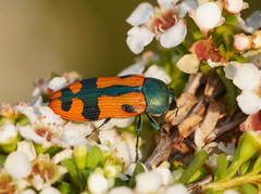 Castiarina scalaris