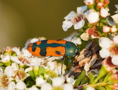 Castiarina scalaris