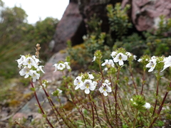Euphrasia striata