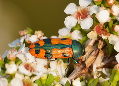 Castiarina scalaris