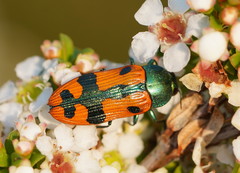 Castiarina scalaris