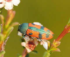 Castiarina scalaris