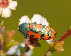 Castiarina scalaris