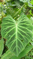 Philodendron verrucosum