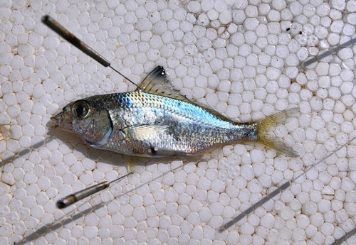 Japanese silverbiddy (Gerres equulus) — Gerreidae — 2