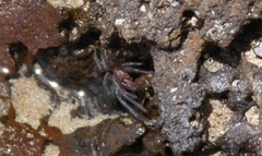 Desidae