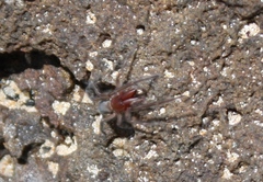 Desidae