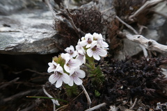 Euphrasia striata