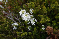 Euphrasia striata