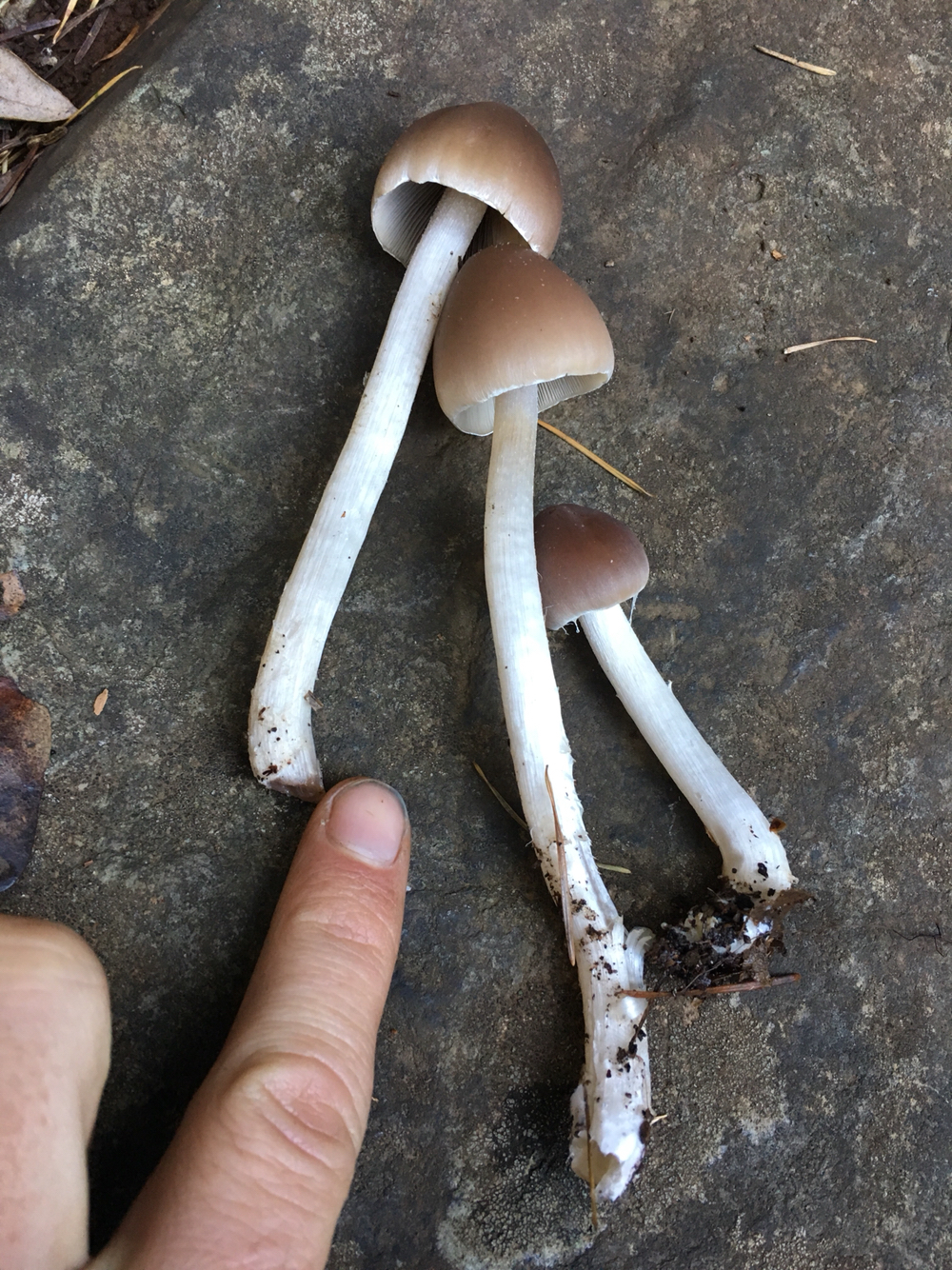 Psathyrella longipes image