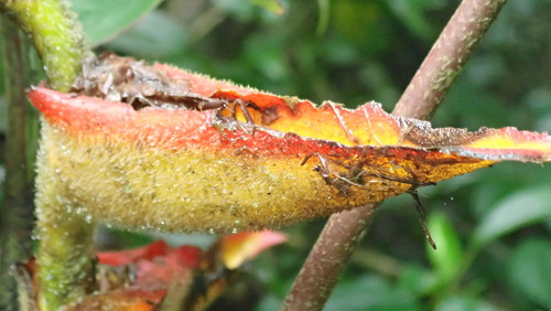 Image of Heliconia irrasa by no rights reserved