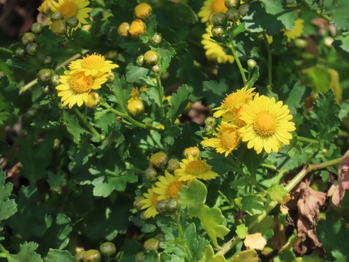 Chrysanthemum indicum