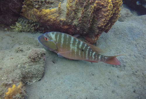 Mutton Snapper