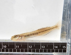 Sevenspine Goby photo 3