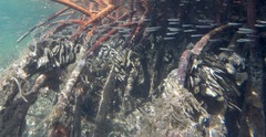 Isognomon alatus