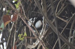 Hypolimnas dinarcha dinarcha