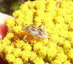 Stictopleurus scutellaris